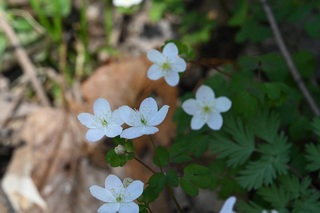 2025-04246555 Acton Arboretum, MA.JPG - False Rue Anemone (Enemion biternatum). Acton Arboretum, MA, 4-24-2025